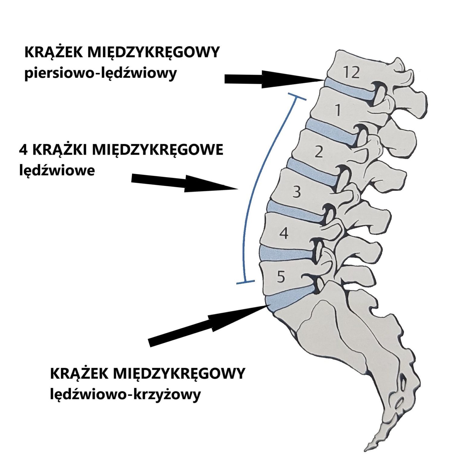 kręgosłup oś2 1492x1536